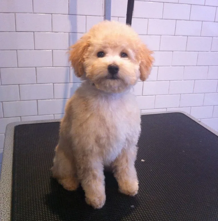Corte Estilo Cachorro en Poodle